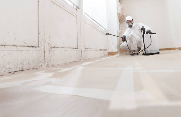 Black mold remediation team in Falls Church